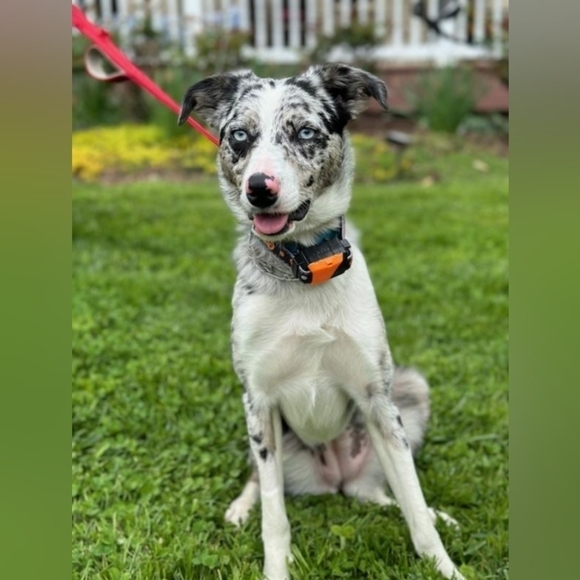 @kim_polson Please💗  this listing 2 be notified of future shows. Love my PFFS. - Picture 11 of 12